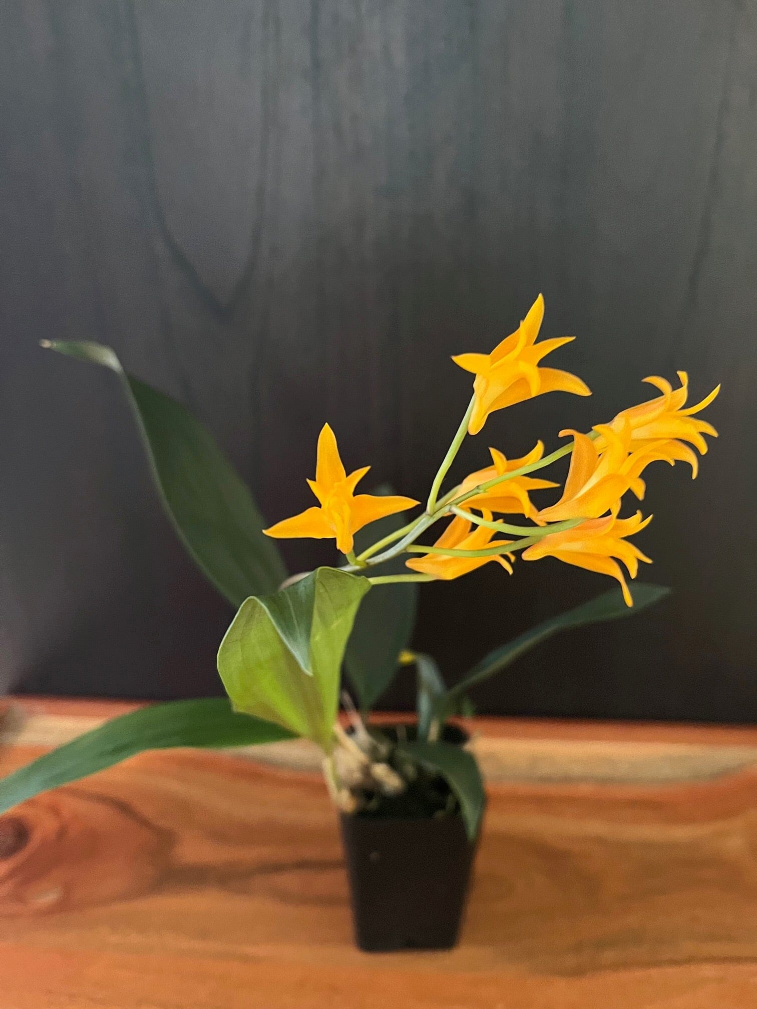 Stenocoryne aureofulva - In BLOOM! Bifrenaria La Foresta Orchids 