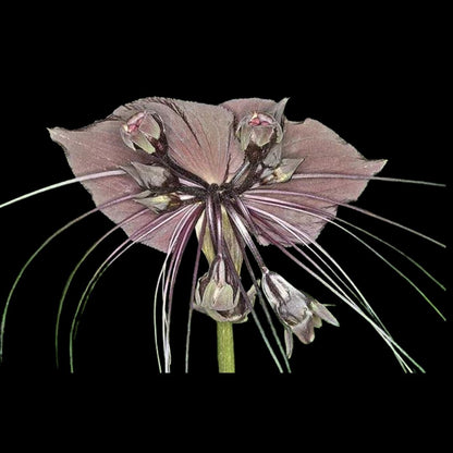 Tacca chantrieri - Black Bat Plant! Tacca La Foresta Orchids 