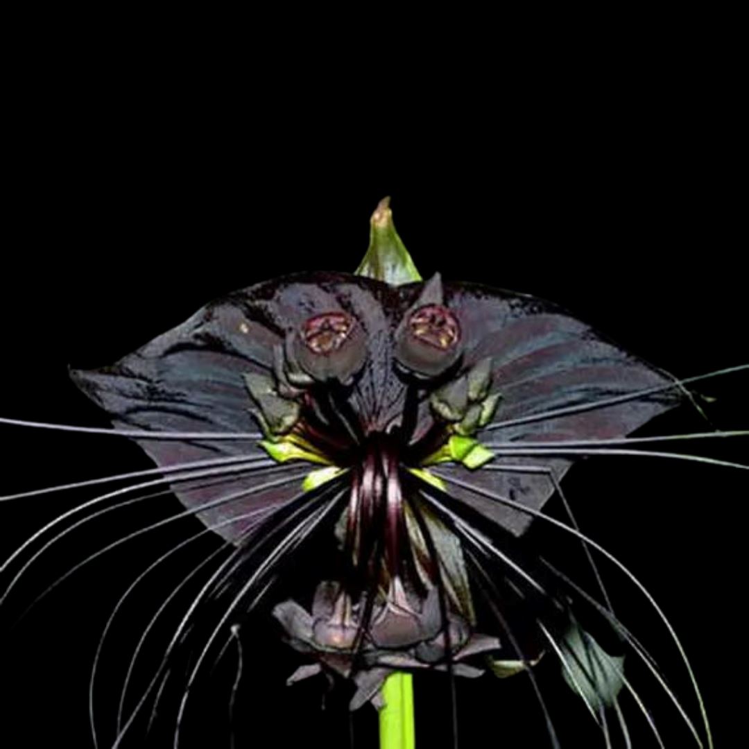 Tacca chantrieri - Black Bat Plant! Tacca La Foresta Orchids 