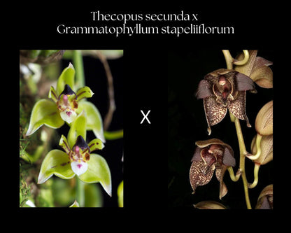 Thecopus secunda x Grammatophyllum stapeliiflorum Thecopus La Foresta Orchids 