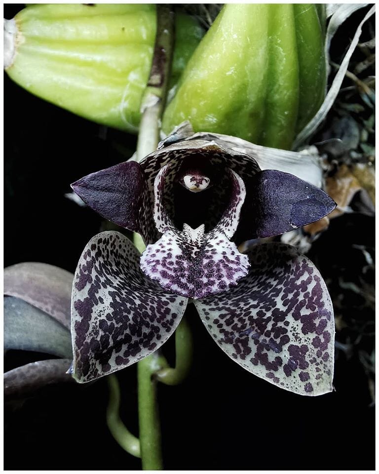 Thecopus secunda x Grammatophyllum stapeliiflorum Thecopus La Foresta Orchids 