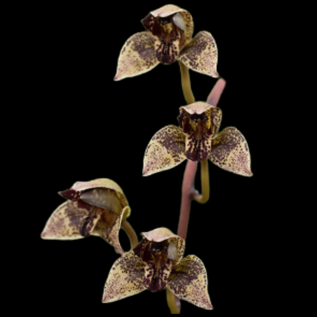 Thecopus secunda x Grammatophyllum stapeliiflorum Thecopus La Foresta Orchids 