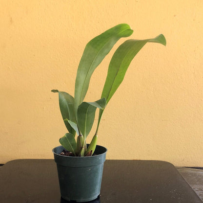 Thecopus secunda x Grammatophyllum stapeliiflorum Thecopus La Foresta Orchids 