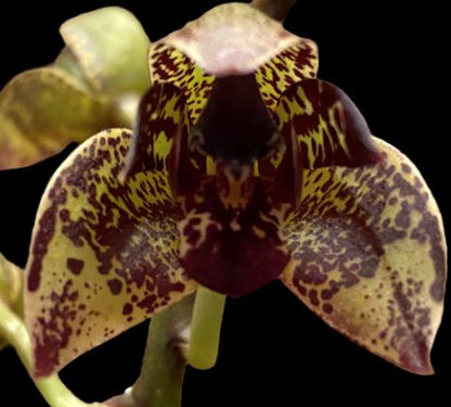 Thecopus secunda x Grammatophyllum stapeliiflorum Thecopus La Foresta Orchids 