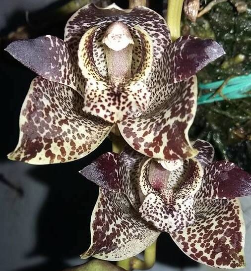 Thecopus secunda x Grammatophyllum stapeliiflorum Thecopus La Foresta Orchids 