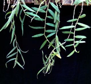 Trichoglottis amesiana Vanda La Foresta Orchids 