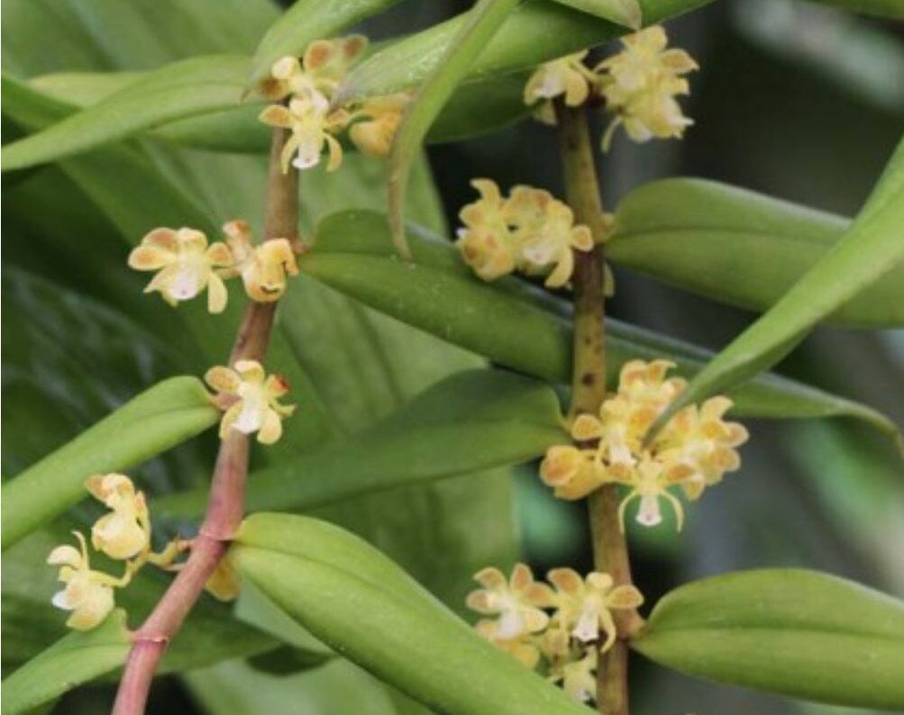 Trichoglottis amesiana Vanda La Foresta Orchids 