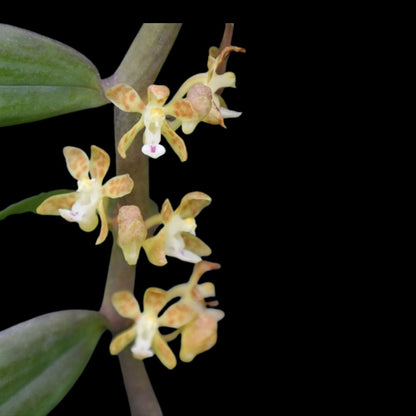 Trichoglottis amesiana Vanda La Foresta Orchids 