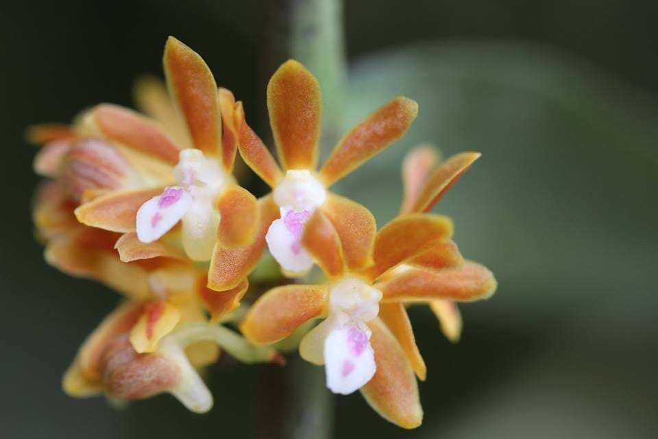 Trichoglottis amesiana Vanda La Foresta Orchids 