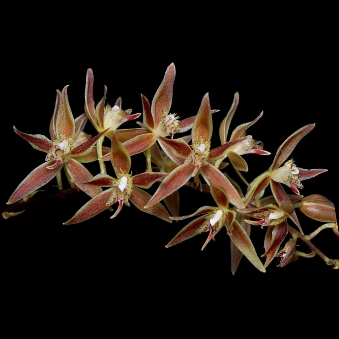 Trichopilia multiflora Trichopilia La Foresta Orchids 