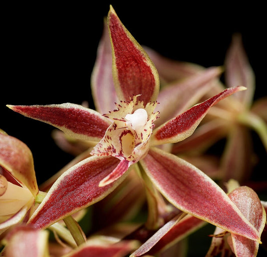 Trichopilia multiflora Trichopilia La Foresta Orchids 