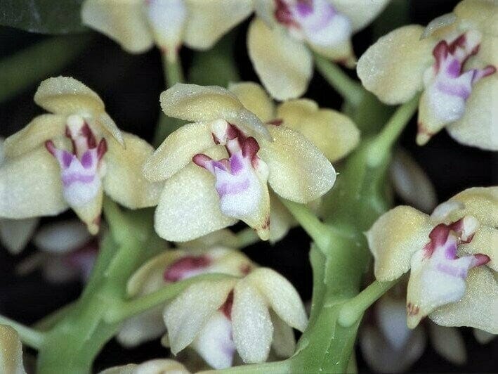 Tuberolabium kotoense Phalaenopsis La Foresta Orchids 