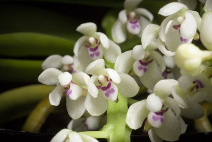 Tuberolabium kotoense Phalaenopsis La Foresta Orchids 