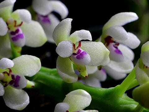 Tuberolabium kotoense Phalaenopsis La Foresta Orchids 