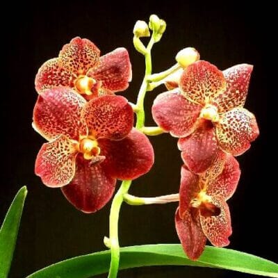 Vanda Alliance: Ascda. Kultana Orose x Ascda. Pakchong Gold Vanda La Foresta Orchids 