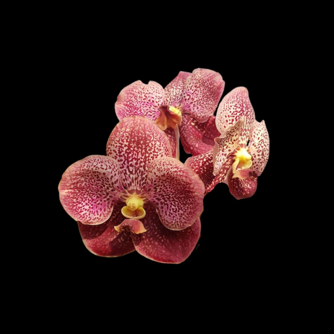 Vanda Alliance: Ascda. Pharaoh Gold x Vanda sanderiana Vanda La Foresta Orchids 