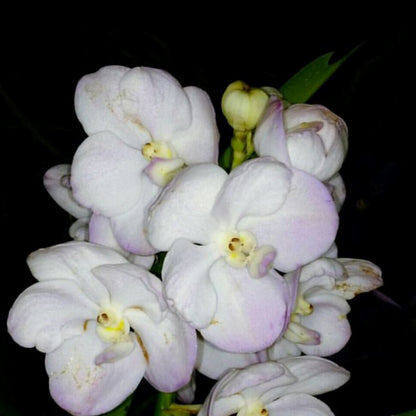 Vanda Alliance: Ascocenda New Maung Thong Vanda La Foresta Orchids 