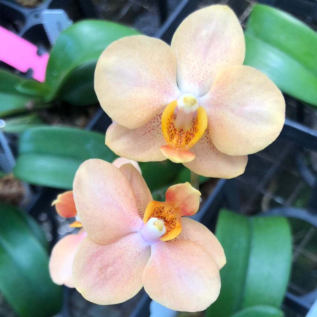 Vanda Alliance: Asconopsis Irene Dobkin 'Elmhurst' HCC/AOS - In BLOOM! Vanda La Foresta Orchids 