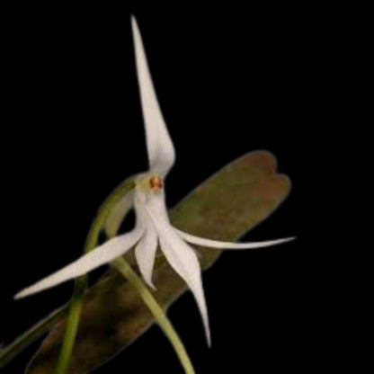 Vanda Alliance: Jumellea arborescens Vanda La Foresta Orchids 