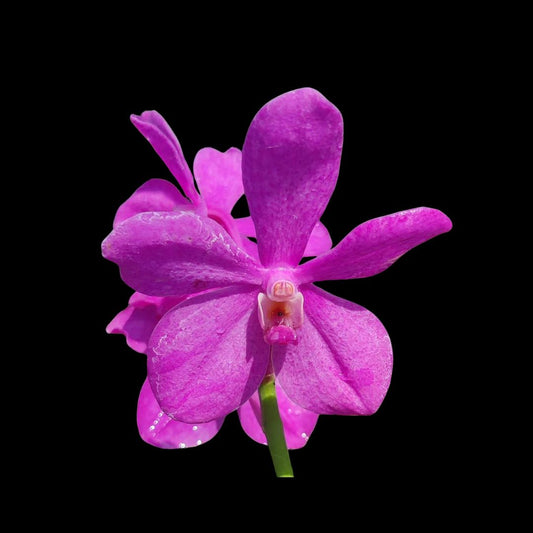 Vanda Alliance: Mokara Calipso Pink Vanda La Foresta Orchids 