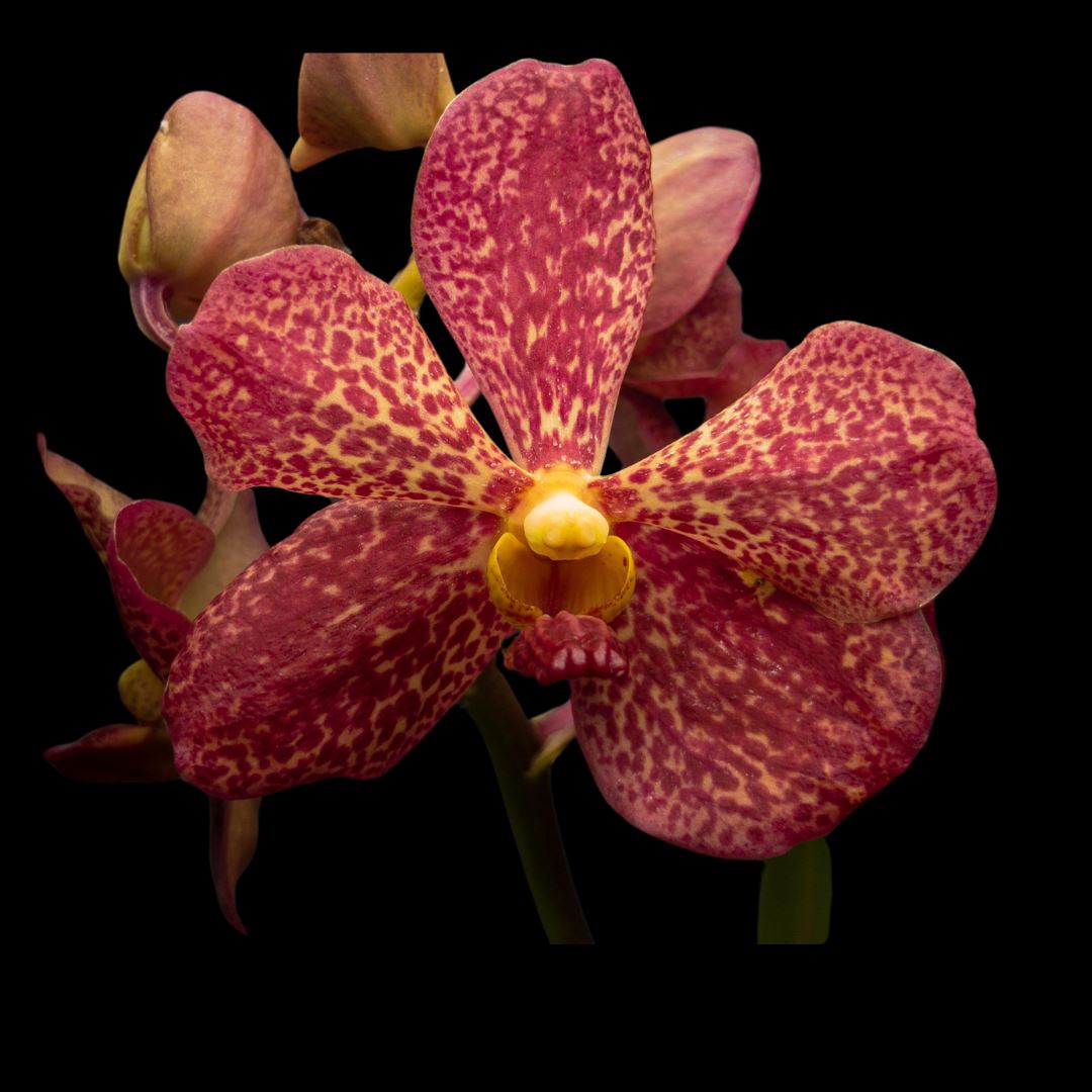 Vanda Alliance: Mokara Sayan x Vanda Doctor Anek Vanda La Foresta Orchids 