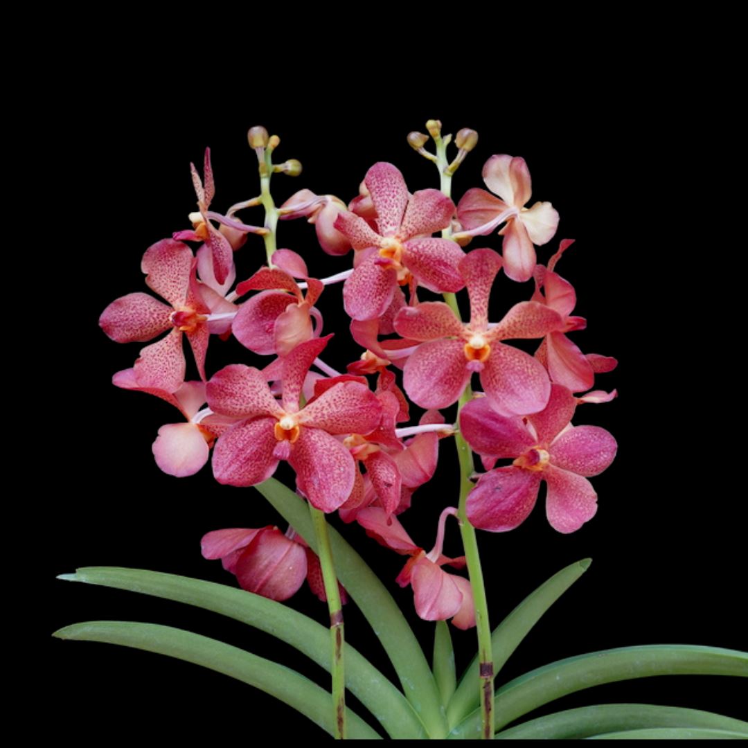 Vanda Alliance: Mokara Sayan x Vanda Doctor Anek Vanda La Foresta Orchids 