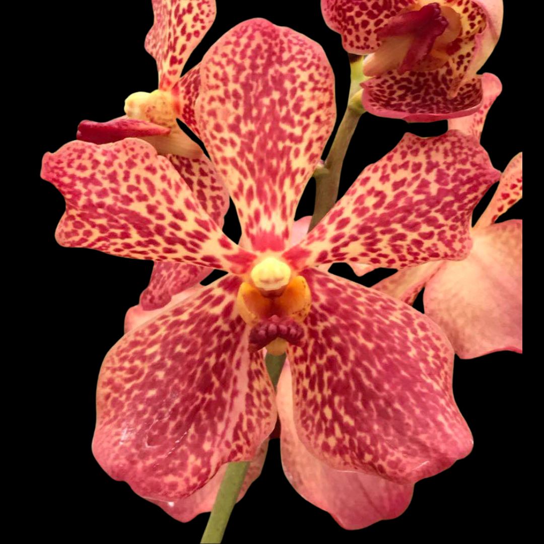 Vanda Alliance: Mokara Sayan x Vanda Doctor Anek Vanda La Foresta Orchids 