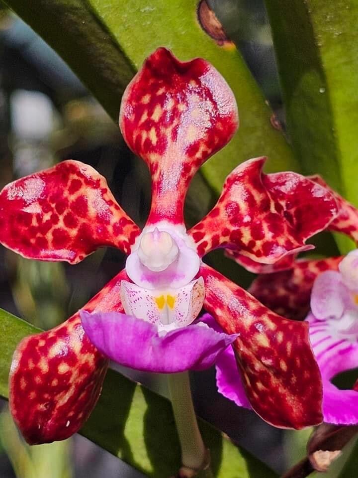 Vanda Alliance: Papilionanda Paksorn Fragrance Vanda La Foresta Orchids 