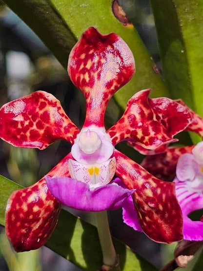 Vanda Alliance: Papilionanda Paksorn Fragrance Vanda La Foresta Orchids 