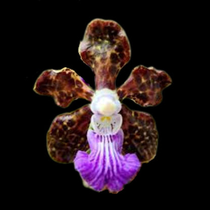 Vanda Alliance: Papilionanda Paksorn Fragrance Vanda La Foresta Orchids 