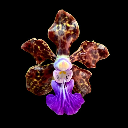 Vanda Alliance: Papilionanda Paksorn Fragrance Vanda La Foresta Orchids 