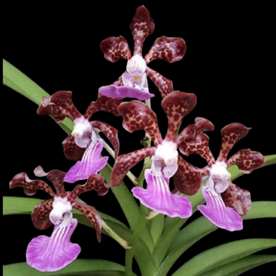 Vanda Alliance: Papilionanda Paksorn Fragrance Vanda La Foresta Orchids 