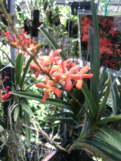 Vanda Alliance: Renanthera monachica x Ascocentrum curvifolium Vanda La Foresta Orchids 