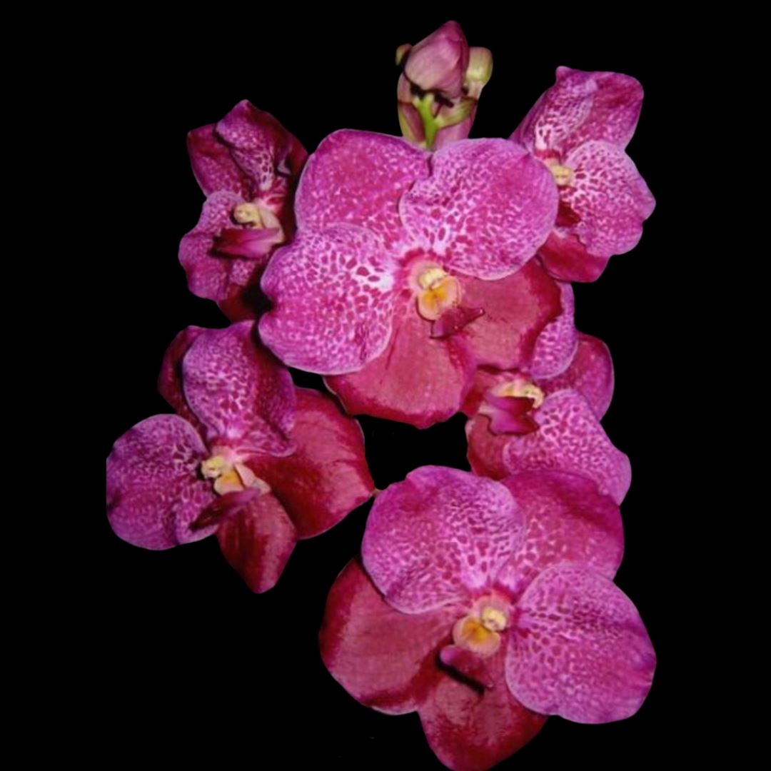 Vanda Alliance: Vanda Dr Anek x Vascostylis Pine River Pink Vanda La Foresta Orchids 