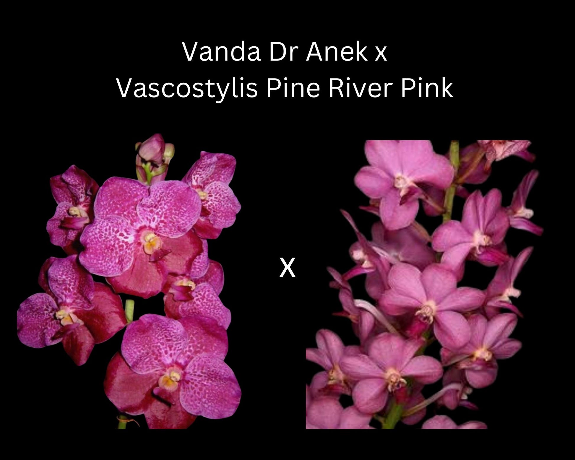 Vanda Alliance: Vanda Dr Anek x Vascostylis Pine River Pink Vanda La Foresta Orchids 