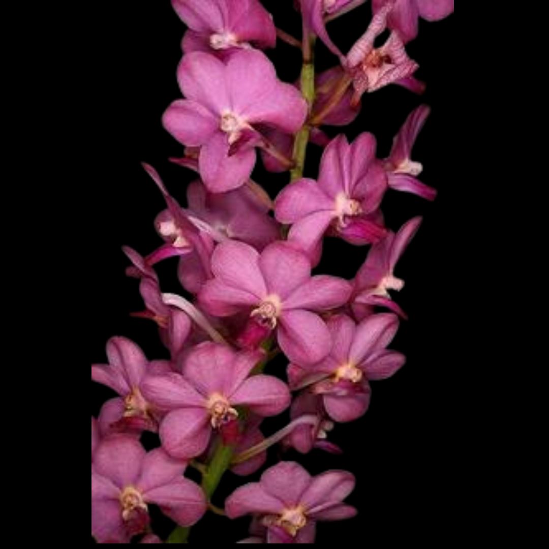 Vanda Alliance: Vanda Dr Anek x Vascostylis Pine River Pink Vanda La Foresta Orchids 