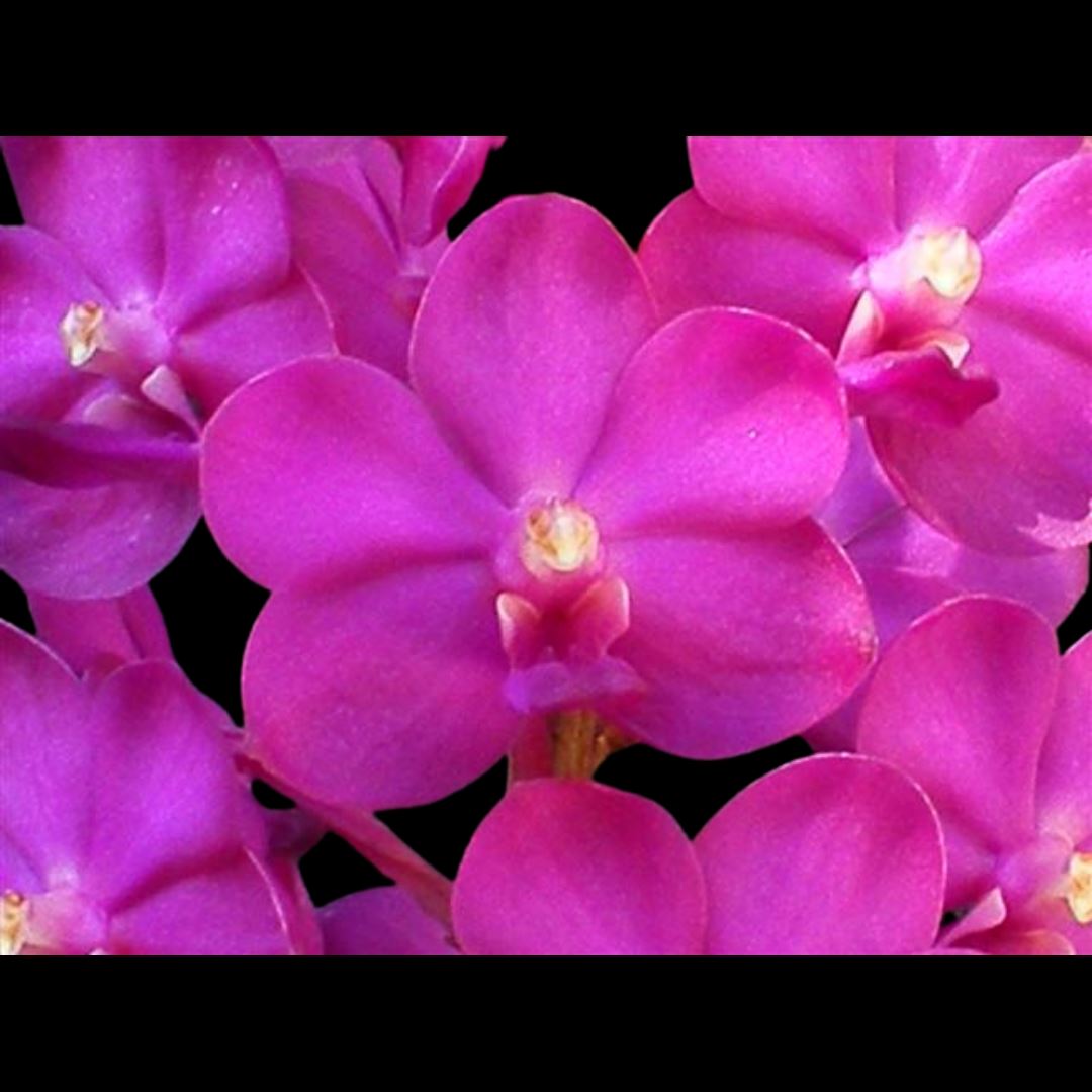 Vanda Alliance: Vanda Dr Anek x Vascostylis Pine River Pink Vanda La Foresta Orchids 