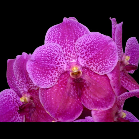 Vanda Alliance: Vanda Dr Anek x Vascostylis Pine River Pink Vanda La Foresta Orchids 