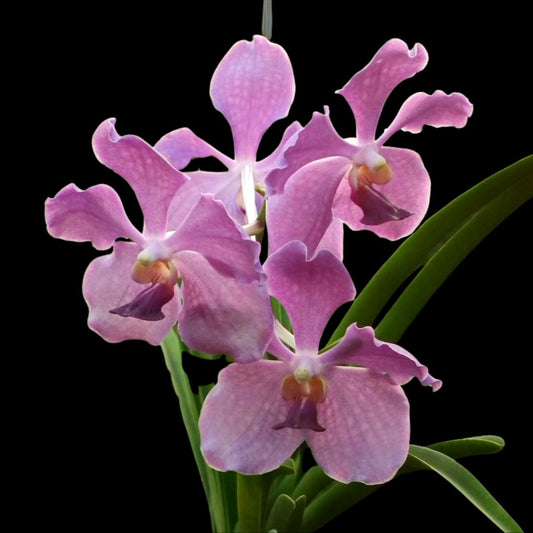 Vanda Alliance: Vanda JVB x Vanda Kultana Ruby x Patcharee Delight Vanda La Foresta Orchids 