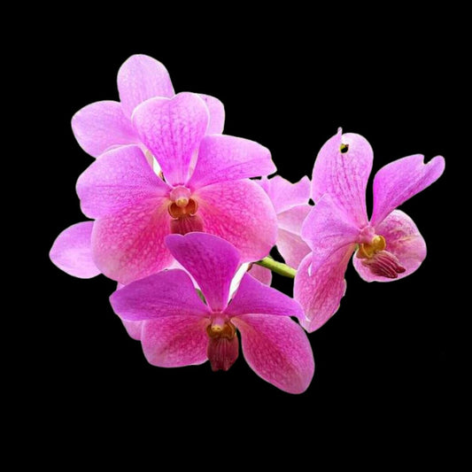 Vanda Alliance: Vanda Merv L Velthuis x Vanda Pimchai Beauty Vanda La Foresta Orchids 