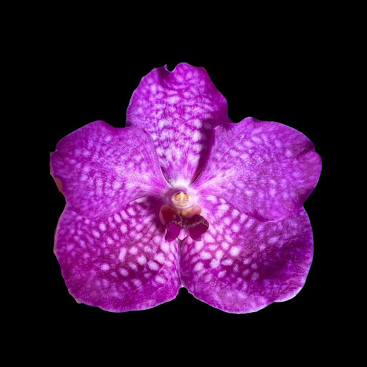 Vanda Alliance: Vanda Pakchong Blue 2N x Vanda Patcharee Delight 4N Vanda La Foresta Orchids 
