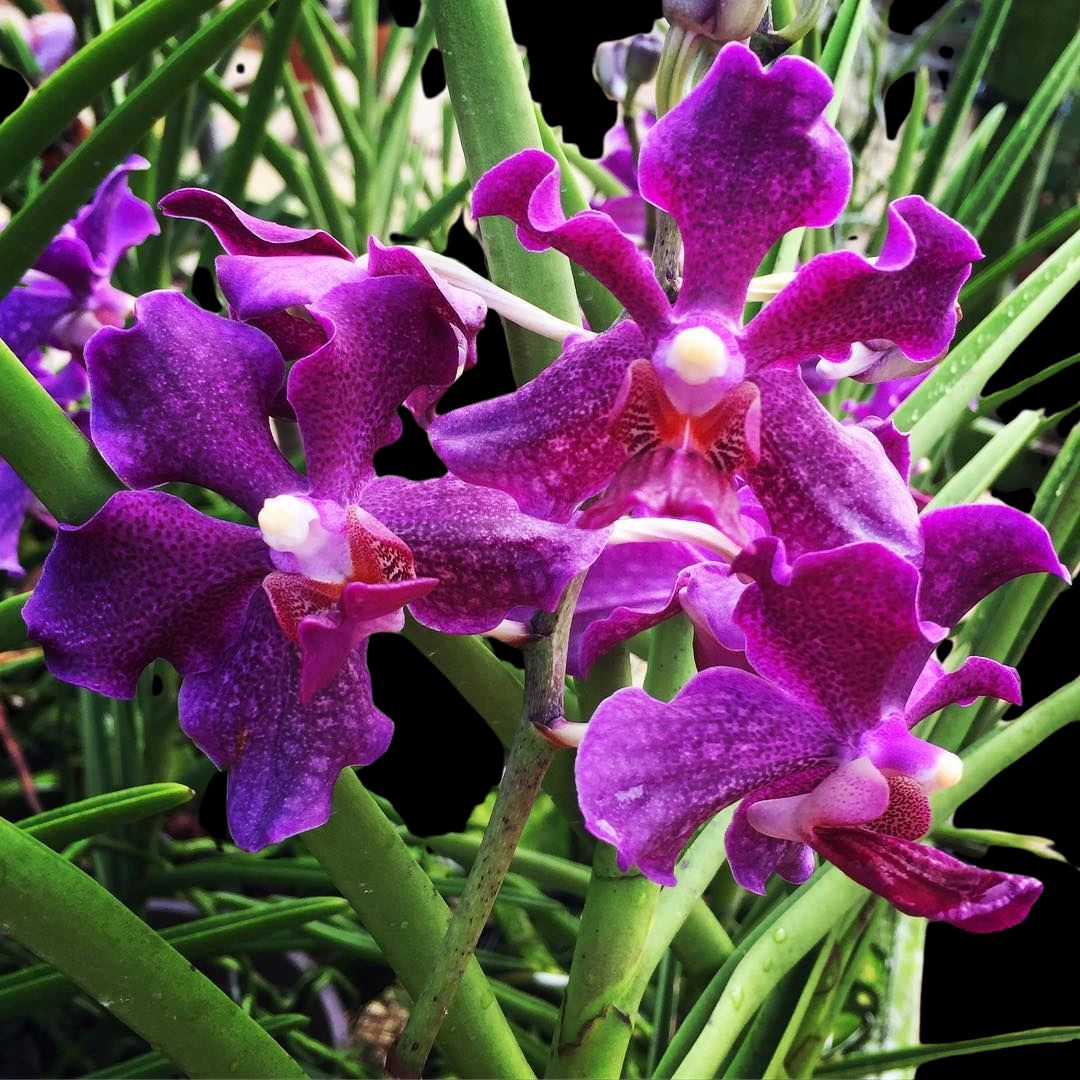 Vanda Alliance: Vanda Papilionanda Chao Praya Violet Vanda La Foresta Orchids 