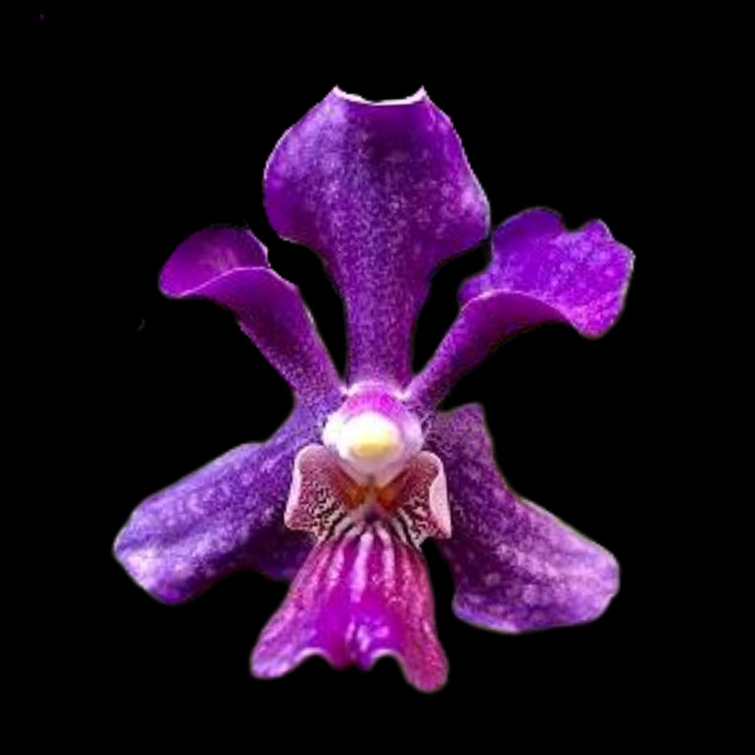 Vanda Alliance: Vanda Papilionanda Chao Praya Violet Vanda La Foresta Orchids 