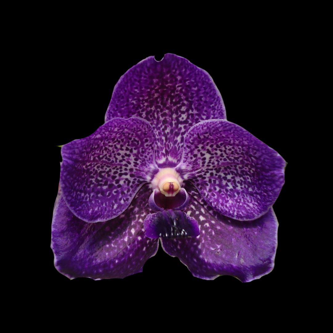 Vanda Alliance: Vanda Pure's Wax 'Violet Blue' Vanda La Foresta Orchids 