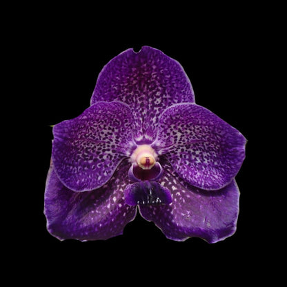 Vanda Alliance: Vanda Pure's Wax 'Violet Blue' Vanda La Foresta Orchids 