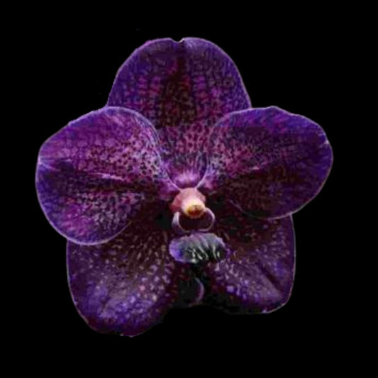 Vanda Alliance: Vanda Pure's Wax 'Violet Blue' Vanda La Foresta Orchids 