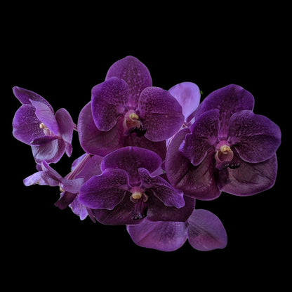 Vanda Alliance: Vanda Pure's Wax 'Violet Blue' Vanda La Foresta Orchids 