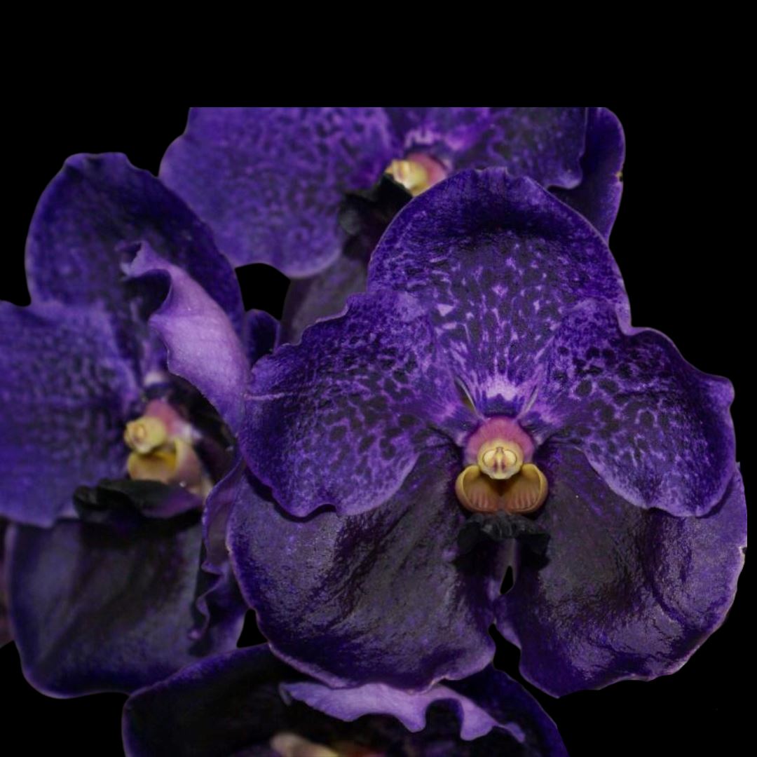 Vanda Alliance: Vanda Pure's Wax 'Violet Blue' Vanda La Foresta Orchids 