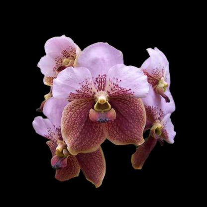 Vanda Alliance: Vanda Taweesuksa x Vanda sanderiana Vanda La Foresta Orchids 