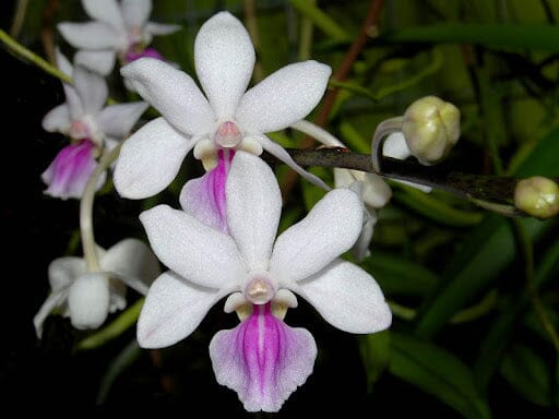 Vanda amesianum Vanda La Foresta Orchids 